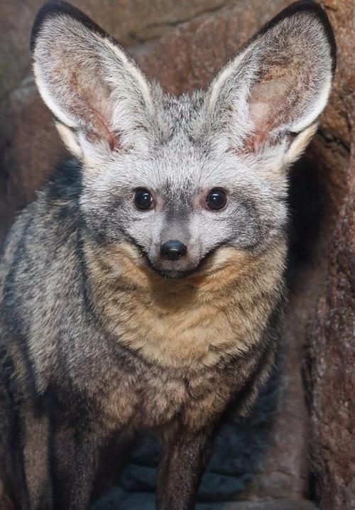 大耳狐,非洲草原上的犬科动物,因其耳朵巨大而得名