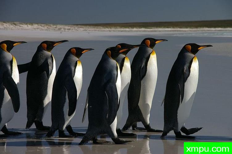 企鹅排队福克兰群岛