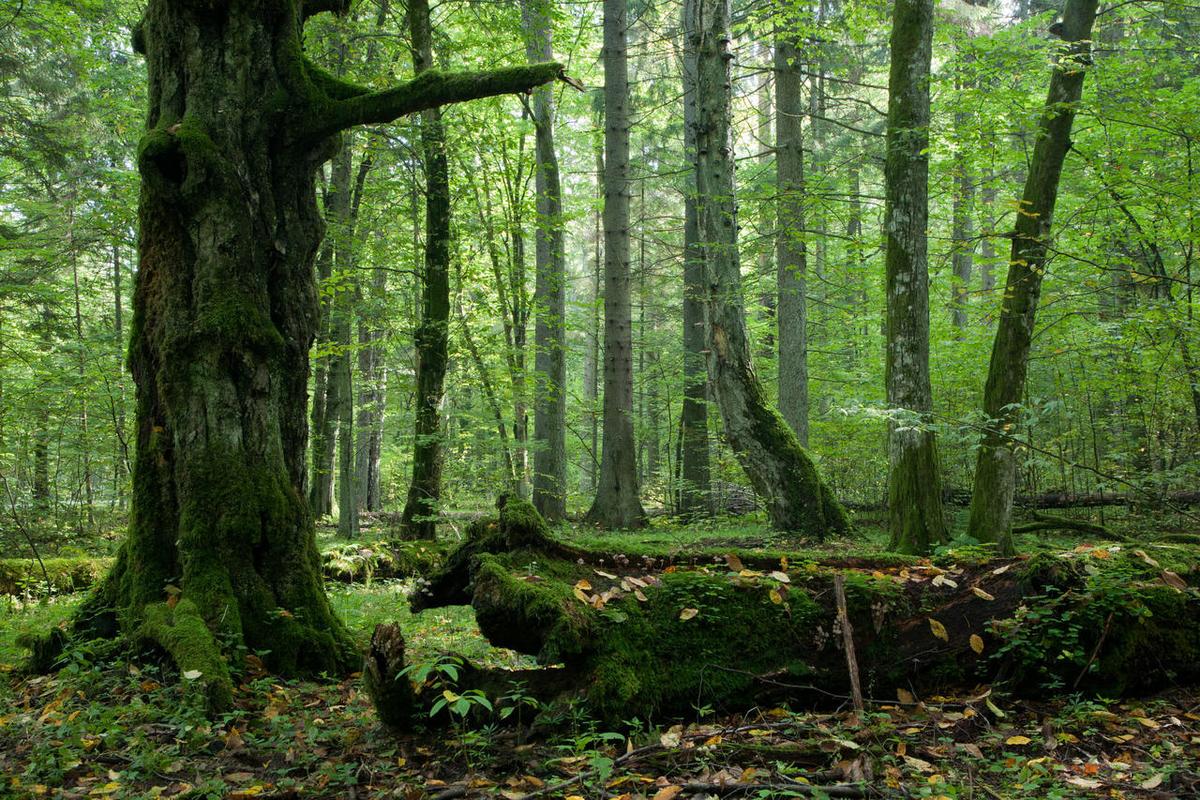 自然风景童话山林中长满苔藓的树木原始森林风景图