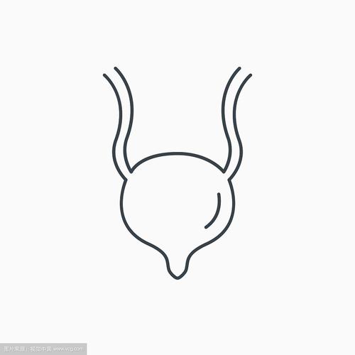膀胱图标人体器官标志