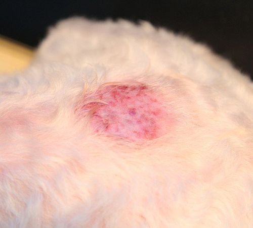 问题:求助 狗狗皮肤病两个月,一直治疗无效