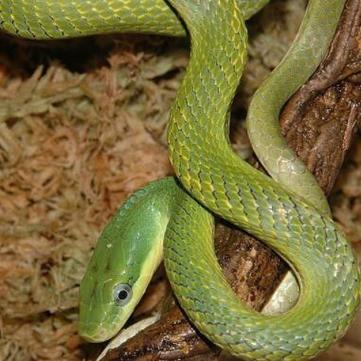 世界十大没有毒的蛇 世界上最常见无毒蛇类排名榜