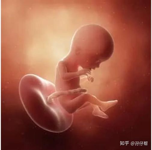 虽然17周的胎儿的小胳膊,腿和关节都发育完成,可是我依然感觉不到胎动