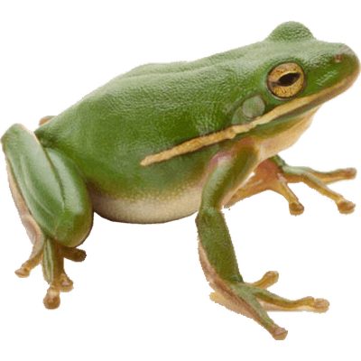 download free frogs transparent pngs