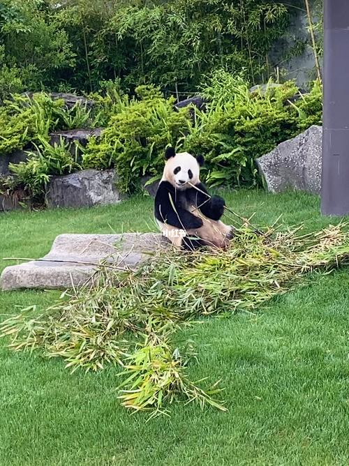 沉浸式看熊猫吃竹子