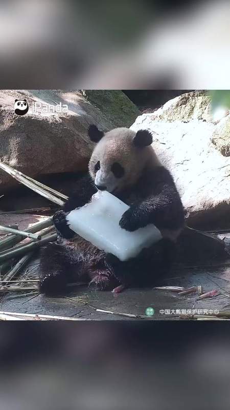 「大熊猫啃冰块嘎嘣脆「大笑」」今日 入伏,吃冰滚滚温馨提示:注意