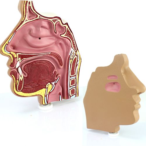 人体医学鼻腔解剖模型 鼻腔内窥镜穿刺 鼻腔解剖模型 耳鼻喉科