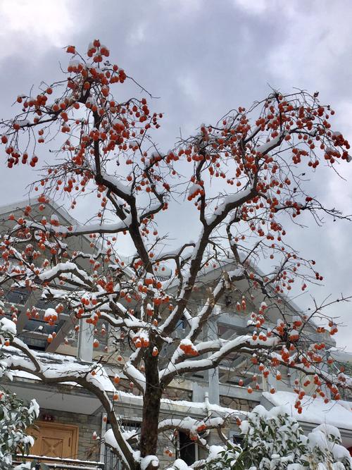 雪中柿树,红红的果实挂枝头