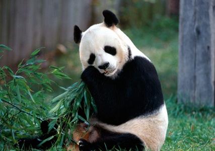            大熊猫 资料图