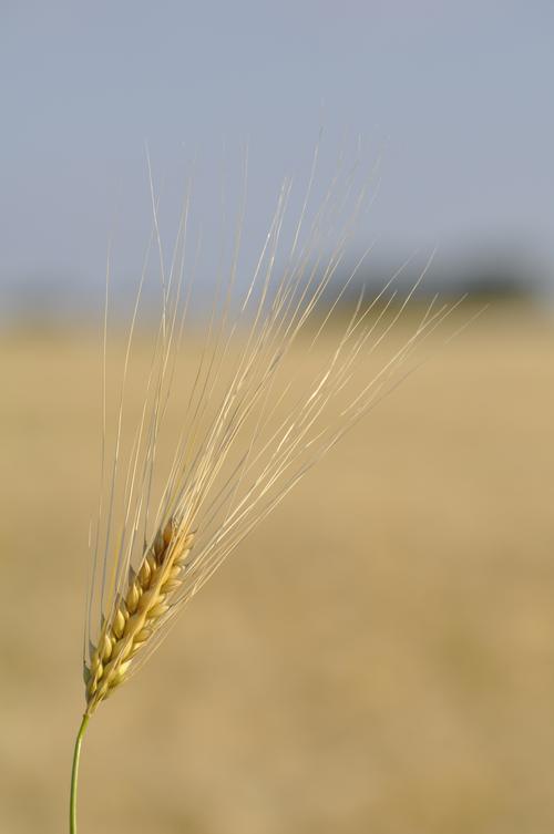 小麦,农作物,植物花卉小麦特写图片 小麦,农作物
