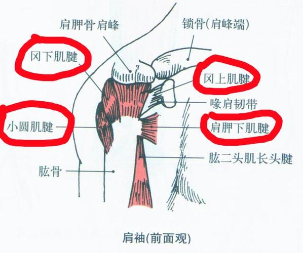 这4块肌肉分别起于肩胛骨的不同区域,嵌入肱骨头,汇聚于盂肱关节囊的