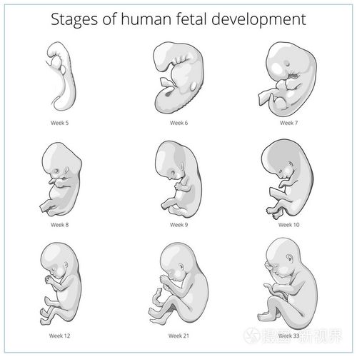 阶段的人类胎儿发育示意图矢量