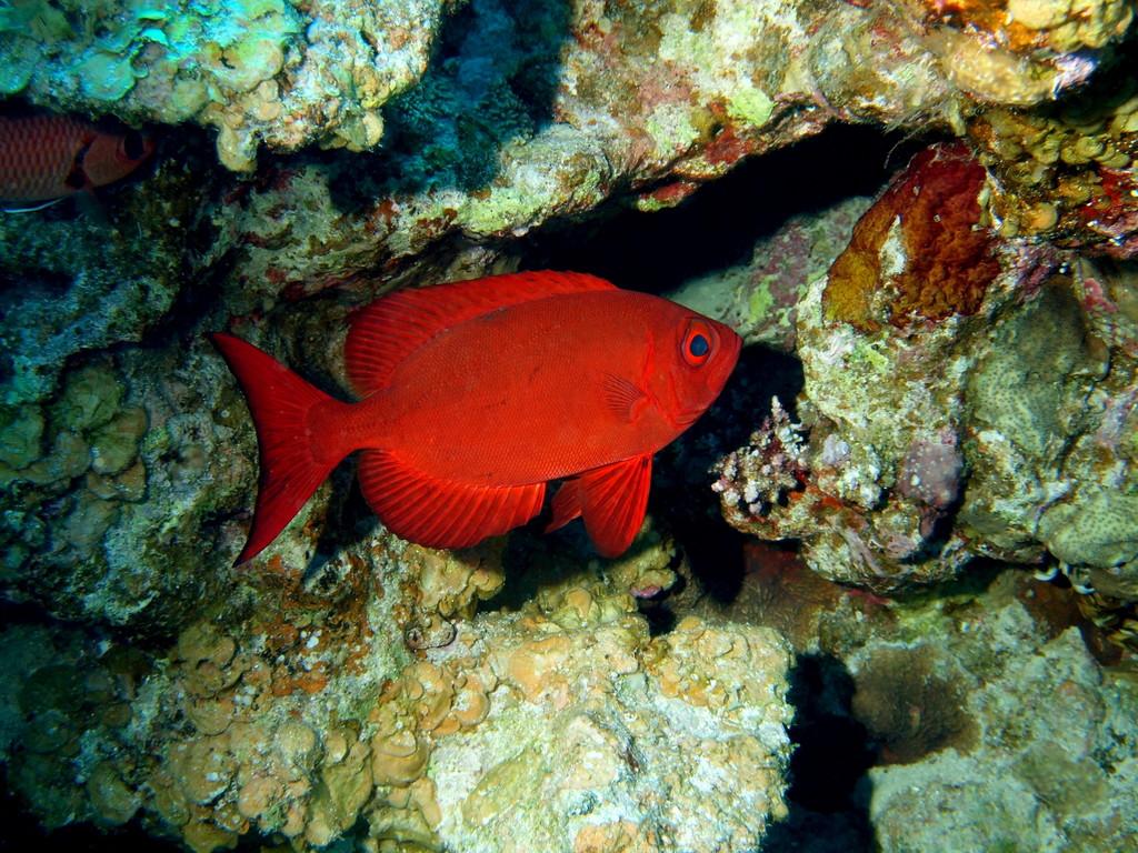 珊瑚鱼,红海的水下世界图片: 珊瑚鱼