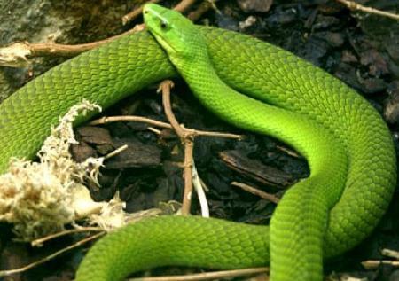 组图:地球上40大最美最漂亮的蛇类排行榜