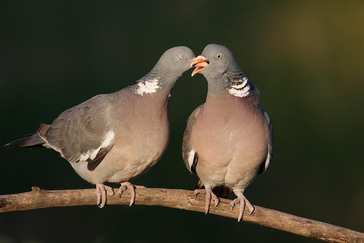 情侣,求爱,吻,两个,鸽子,枝条_高清图片_全景视觉