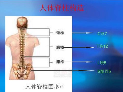 省人民医院的骨科专区 范护师 人体脊柱构造 c颈7 t胸12 l腰5 s骶骨5