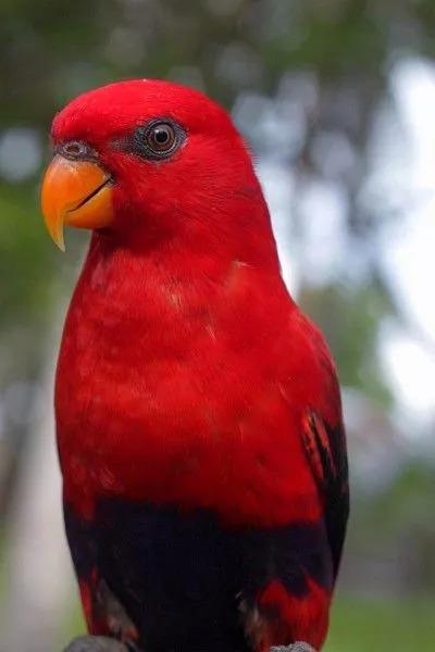 红色的鸟,喜庆的鸟