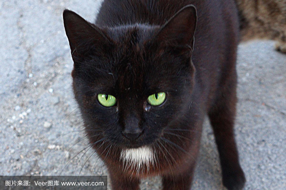 一只长着绿眼睛的黑猫的画像