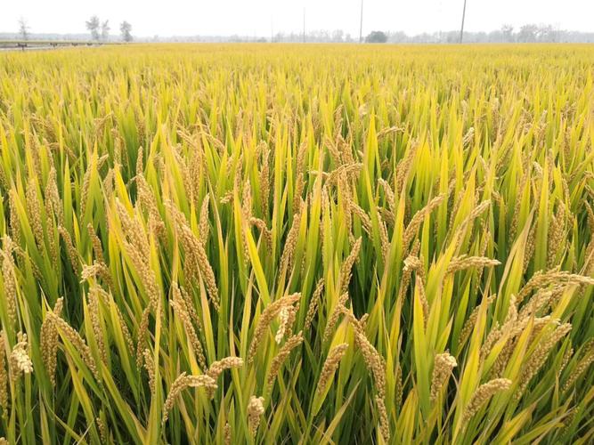 【瑞华农业】盐粳15号超级高产水稻种子【规格10公斤】