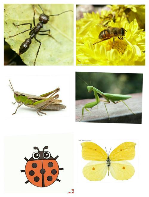 "有趣的昆虫"—— 浮山县第三幼儿园中班依托乡土资源创办特色幼儿园