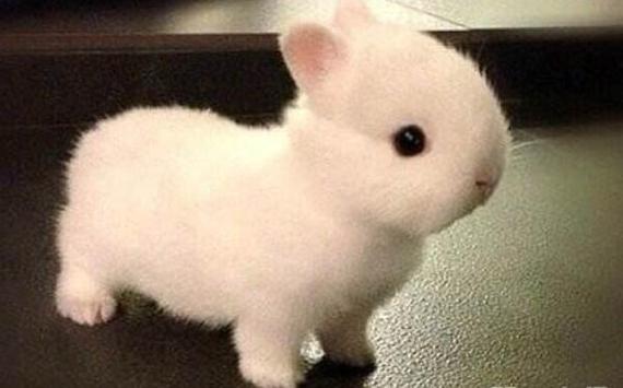 世界上最可爱的兔子荷兰侏儒兔看一眼能把人萌翻