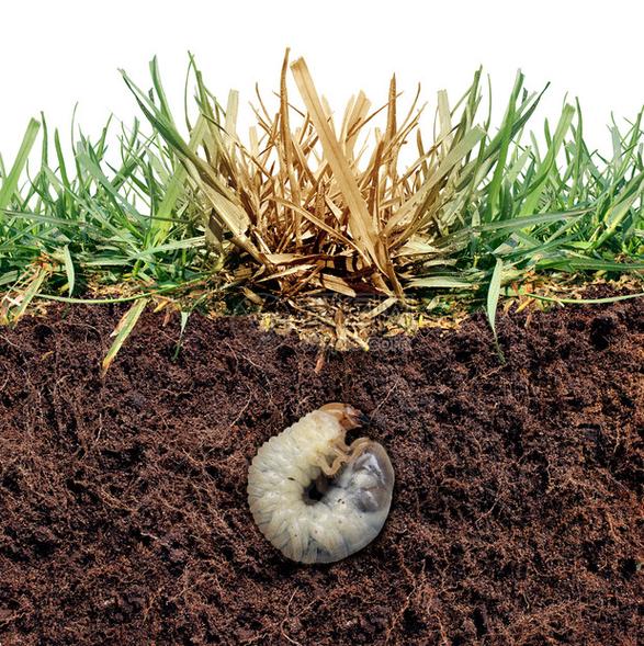 有害虫卵在土壤中繁殖