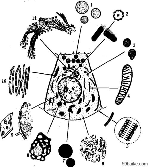 动物细胞结构模式图