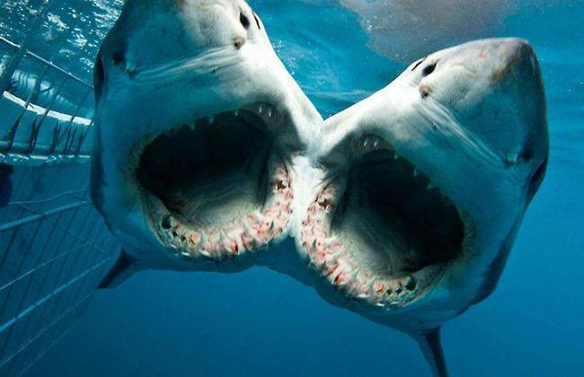 印度渔夫意外捕获一条双头鲨专家认为是基因突变导致