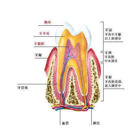 正常人体牙齿解剖图-人体解剖图,_医学图库