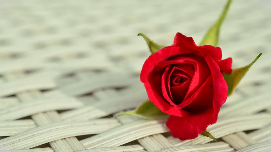 精致唯美玫瑰花图片桌面壁纸