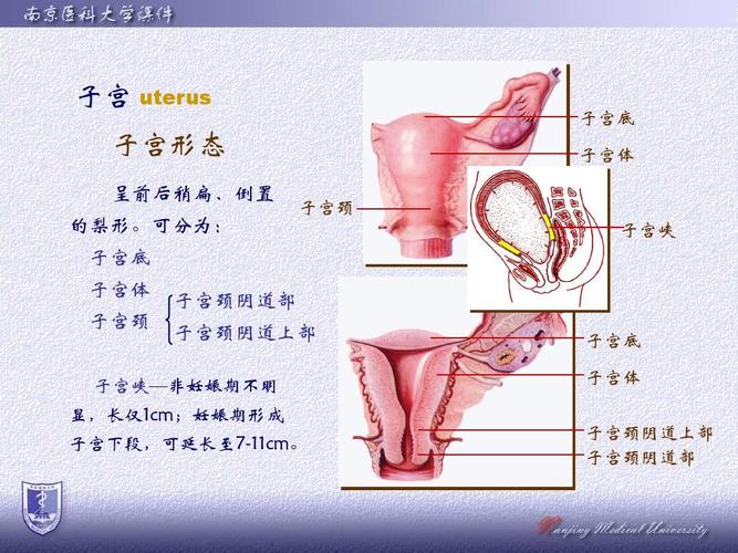 生殖器,包括阴道子宫输卵管及卵巢女性外生殖器指生殖器官的外露部分