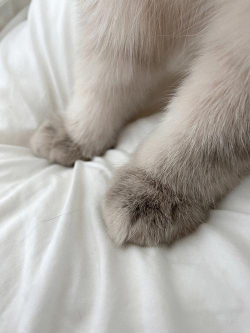 修猫咪的脚脚怎么能这么可爱