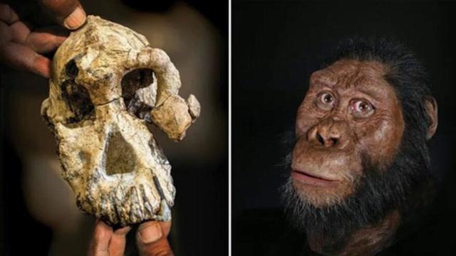 380万年前人类祖先长相复原:科学家发现古猿头骨并重建还原
