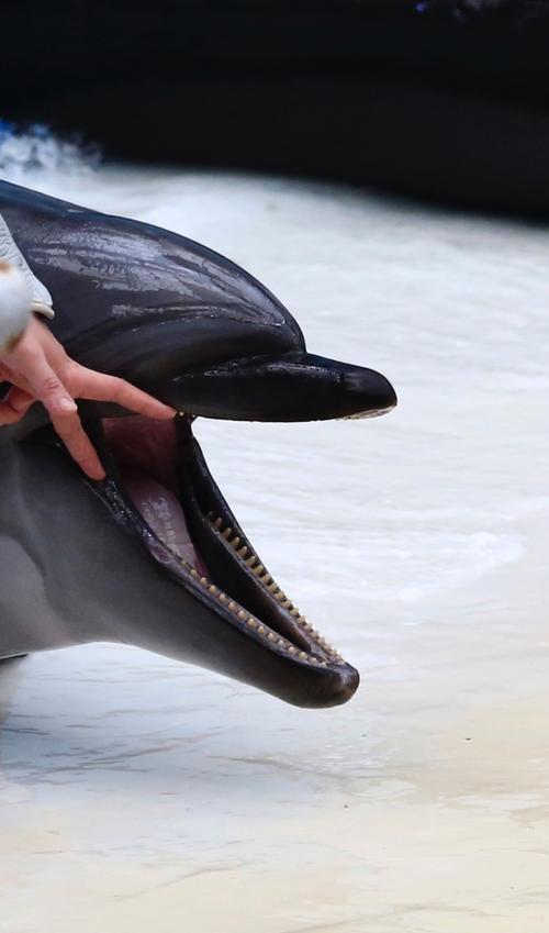 海豚的牙齿