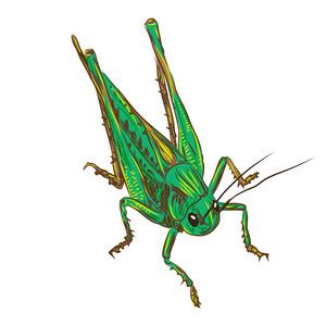 绘图的蝗虫图片-绘图的蝗虫素材-绘图的蝗虫插画-摄图新视界