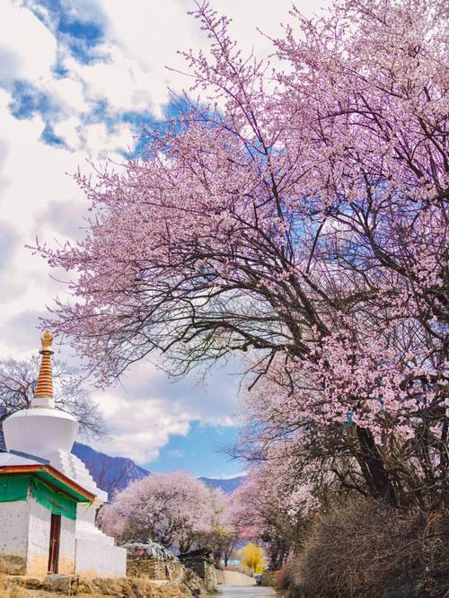 西藏林芝桃花节林芝哪里最美最好看
