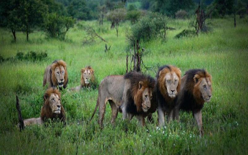 6雄狮联盟,称霸非洲草原,它们是动物世界中的黑手党!