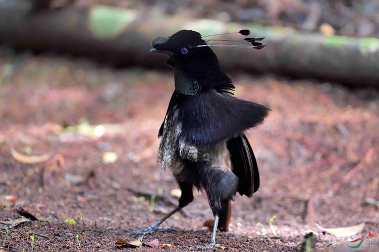 巴布亚纽几内亚 天堂鸟