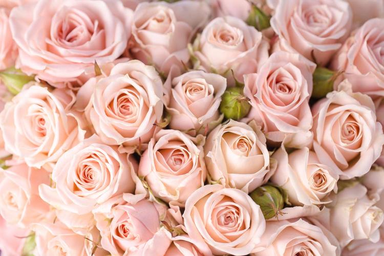 唯美玫瑰花植物特写高清图片