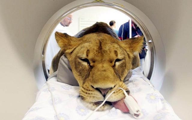 动物生病也要做手术凶猛的狮子在手术台上满脸的生无可恋