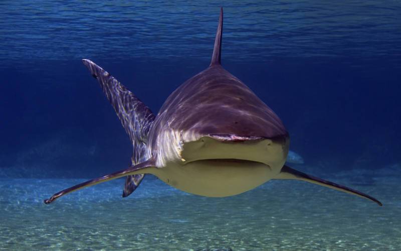 五个出人意料的牛鲨发现地_鲨鱼_尼加拉瓜_淡水
