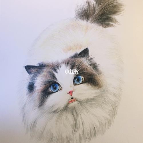 彩铅布偶猫
