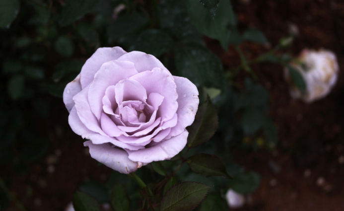 淡紫色玫瑰被撒旦从水晶上拨出,水晶上长出了透明的玫瑰花,商洛凡也为