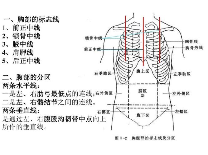 人体解剖之消化系统.ppt 63页