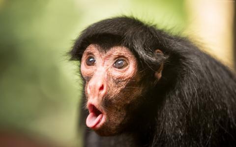 黑猩猩,猴子,可爱的动物,搞笑(水平)