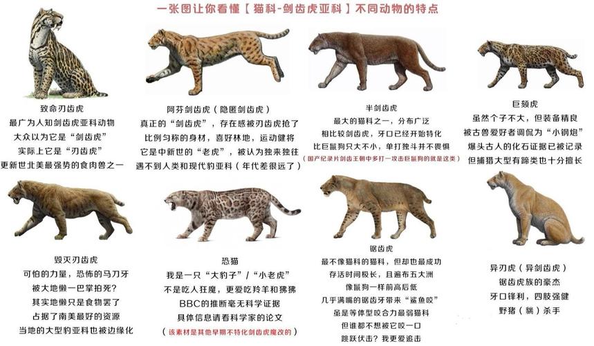 剑齿虎亚科,大约生存于晚中新世到晚更新世,是猫科动物进化史上的一个