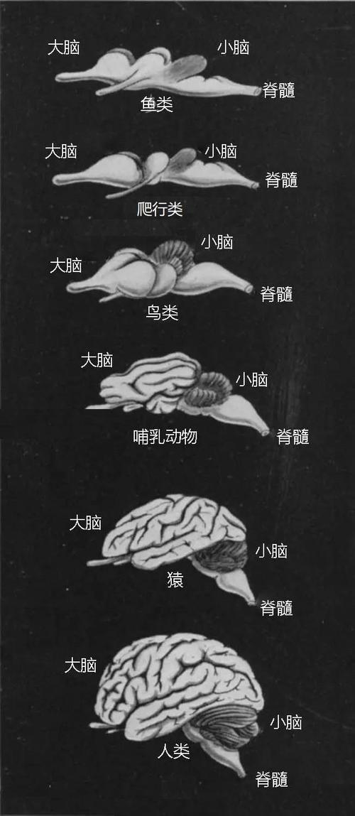 eccles在其著作《脑的进化》中就提到"生物的大脑是从鱼的大脑进化到