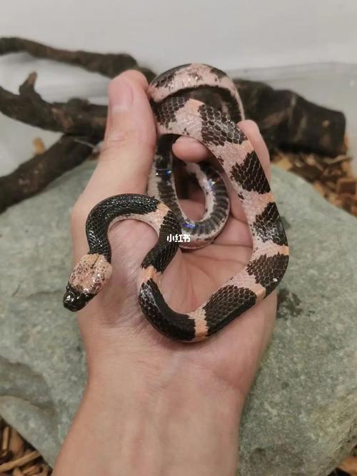 无毒蛇,颜色是微微的粉色真的超级好看!