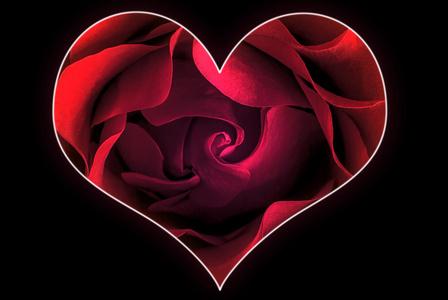 天鹅绒的心花分公司一颗心的玫瑰 3照片