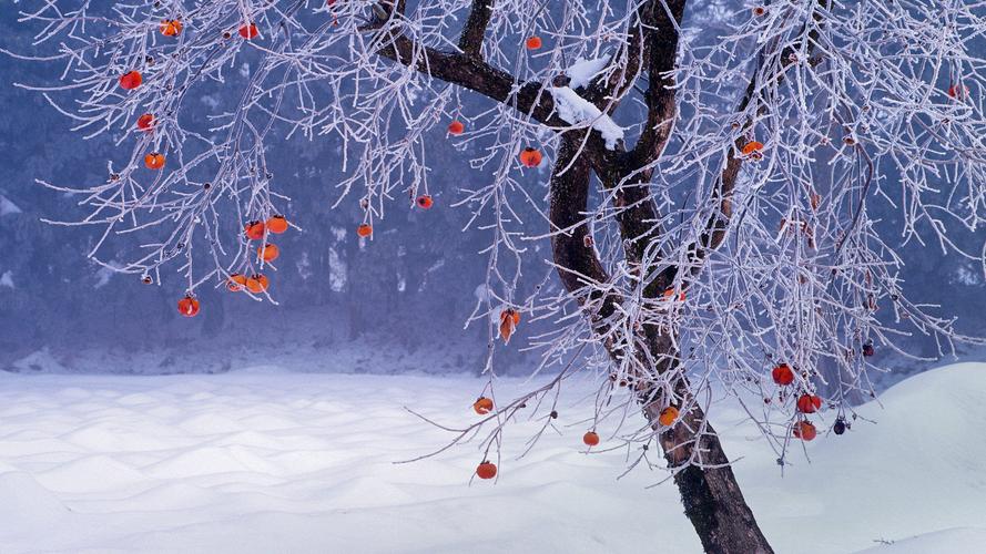 大雪柿子树被大雪覆盖的干煸柿子树唯美高清雪景壁纸图片